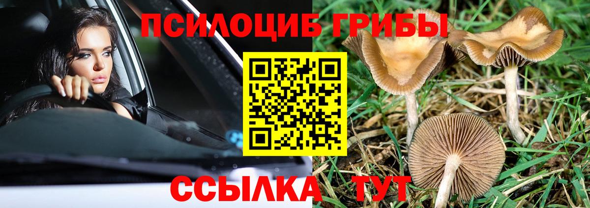 даркнет сайт  Галлюциногенные грибы Psilocybe  Вход с VPN  Качканар 